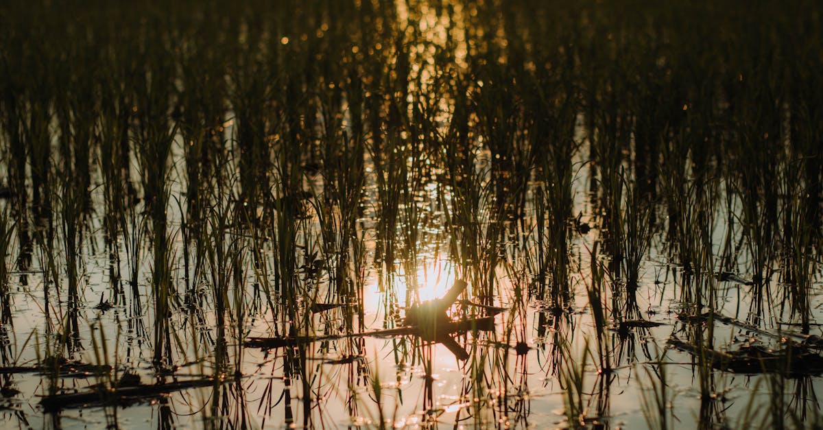黄昏把稻田与锅一起染成金色