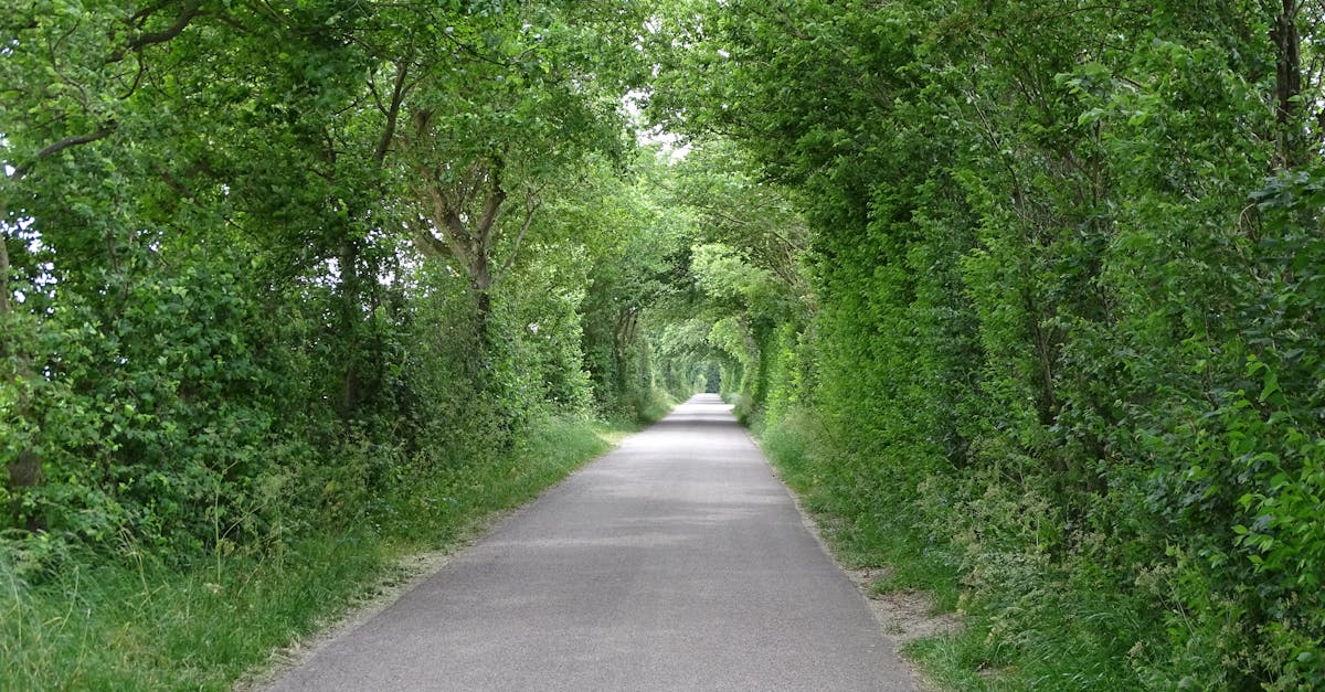 綠隧裡的咖啡與光線矛盾秘境