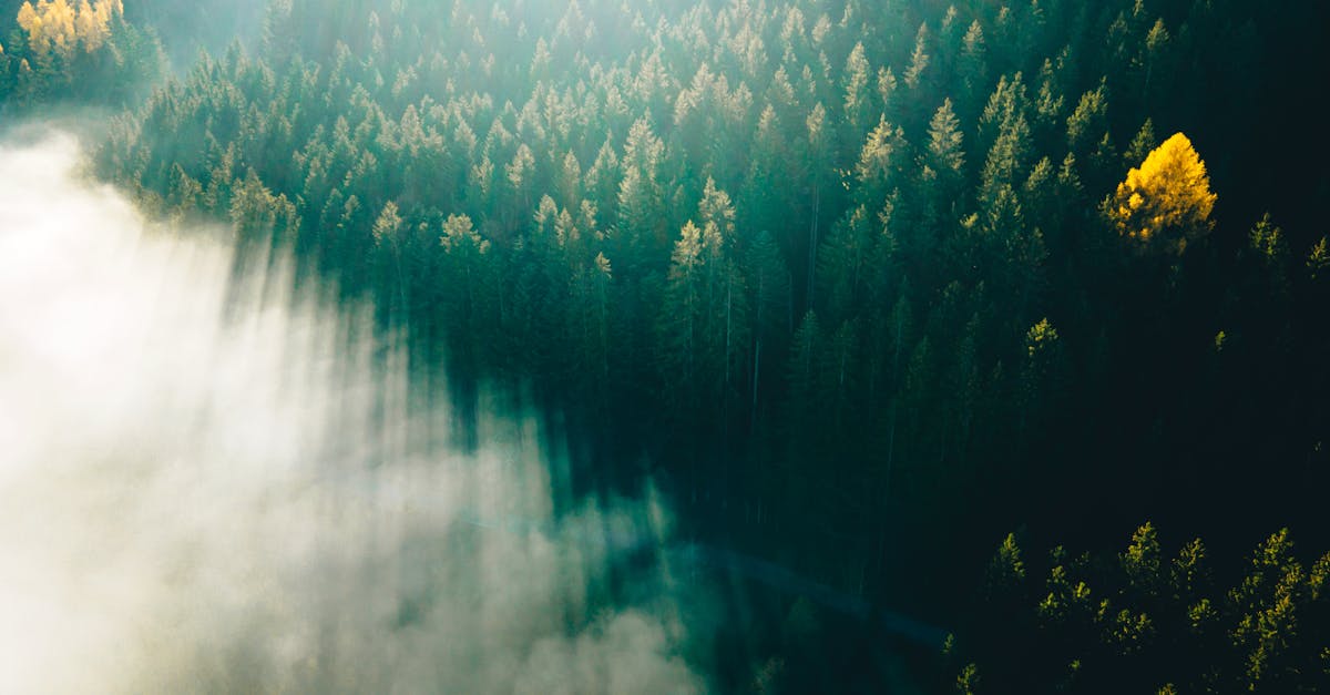 午夜里，神农架的雾像被撕开