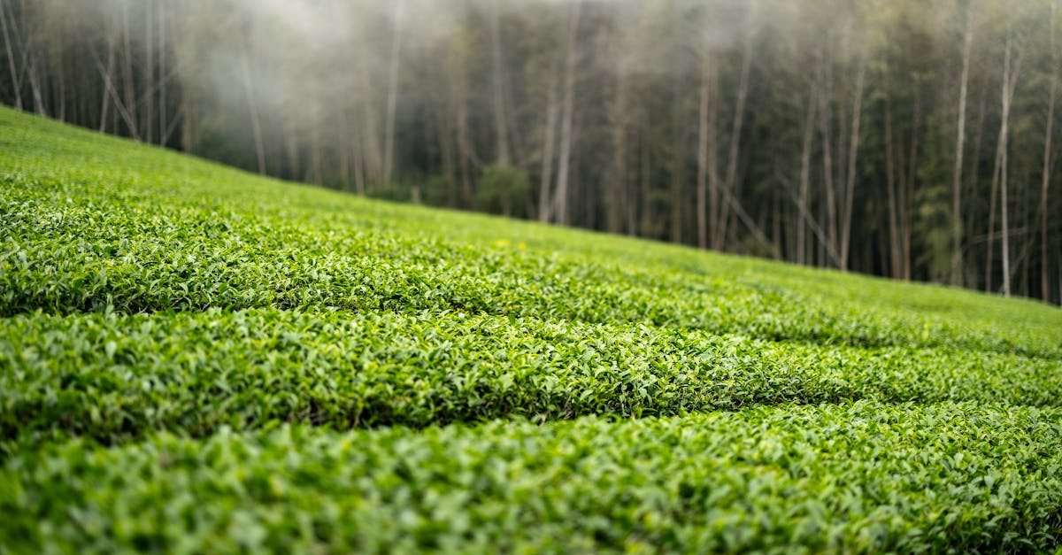 猴坑清晨：风里茶树的秘密