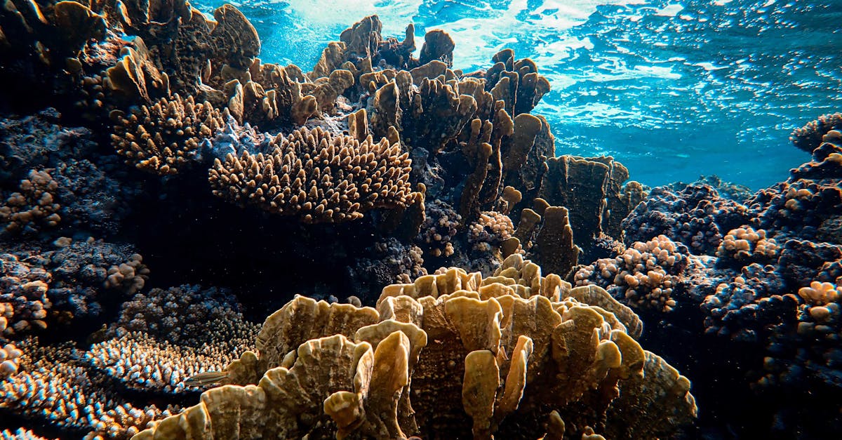 在珊瑚堤上学会拯救海洋与自己