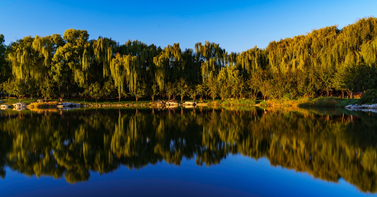 泾阳杨柳堤，晨光里的秘密