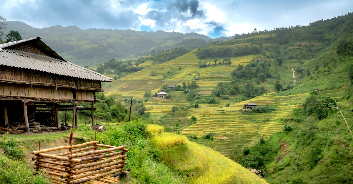 当吊脚楼在晨雾里低语与茶香