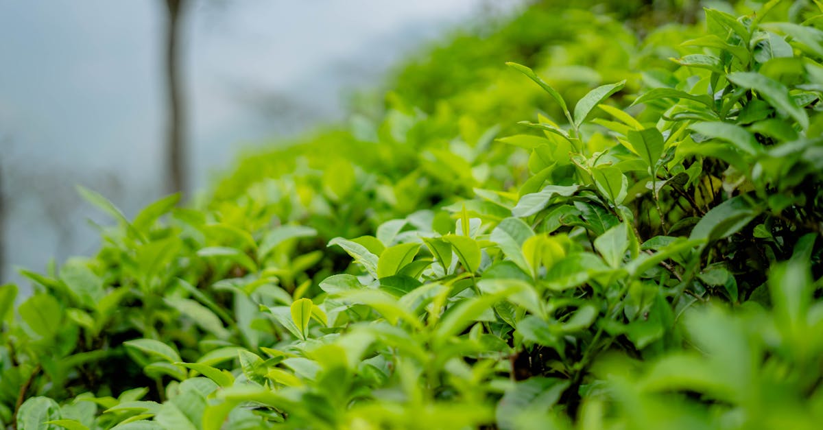 雾里老茶树与黑仓的低语回声
