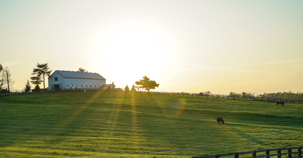 初鹿牧場：風裡的牛奶方舟與光