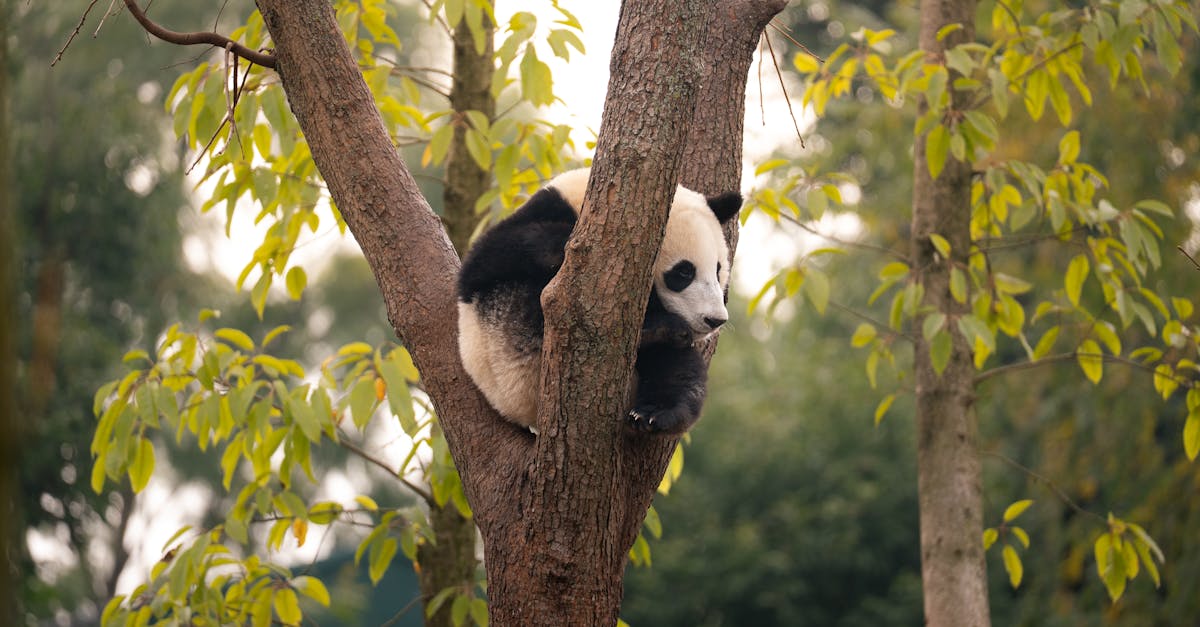 我在佛坪等到晨光和一只熊猫