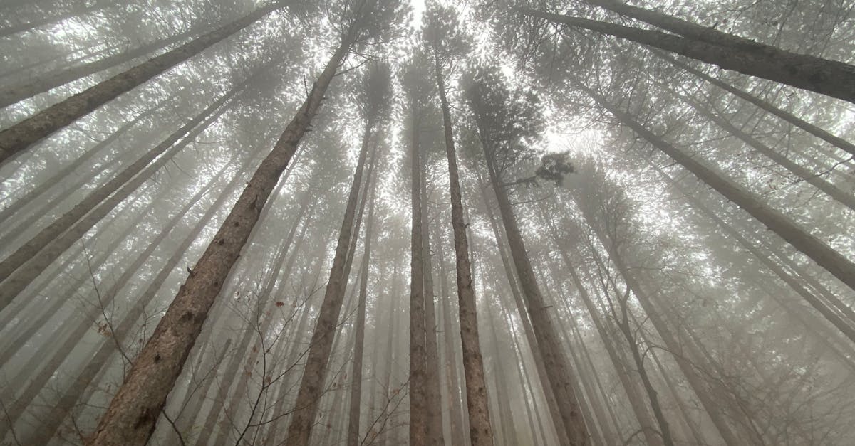 霸王岭的早晨像一首未完的歌